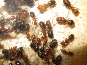 Les Camponotus de funkyben, IMG_1446.JPG
