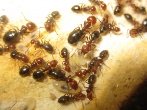 Les Camponotus de funkyben, IMG_1447.JPG