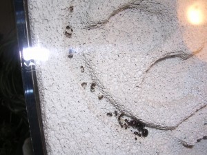 **fin**[Blog] Les Messor barbarus de gaali, DSCN3302.JPG