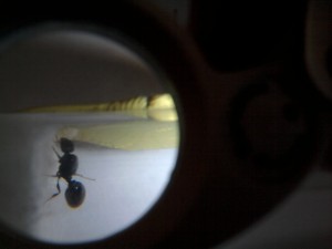 [Blog] Tetramorium caespitum de dynamit, 2011-05-21 20.35.12.jpg
