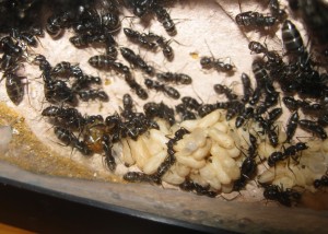 imago major Camponotus vagus, Les Camponotus de funkyben