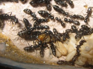 imago major Camponotus vagus, Les Camponotus de funkyben