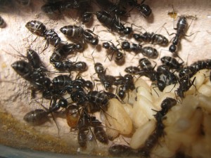 Les Camponotus de funkyben, IMG_1526.JPG