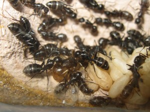 Les Camponotus de funkyben, IMG_1527.JPG