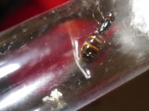 Les Camponotus de funkyben, IMG_1508.JPG
