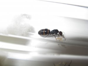 Les Camponotus de funkyben, IMG_1530.JPG