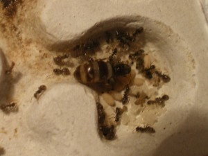 Mes colonies (Heydax), IMGP0895.JPG