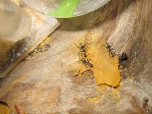 le melon, c'est bon :), [Blog] Camponotus africaines, sanctus et sp d'Afrique de l'est