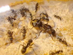 [Blog] Camponotus africaines, sanctus et sp d'Afrique de l'est, DSC09952.JPG
