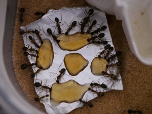 Camponotus fellah oXyteK, P1030209.jpg