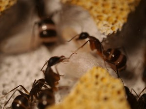 Camponotus fellah oXyteK, P1030215.jpg