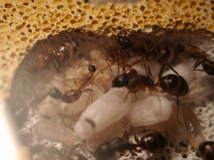 Camponotus fellah oXyteK, P1030216.jpg