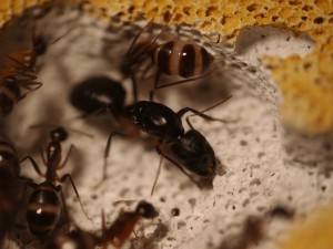 Camponotus fellah oXyteK, P1030217.jpg