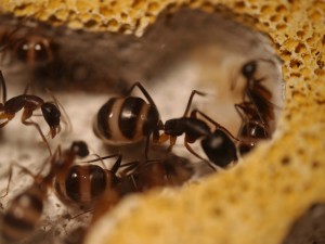 Camponotus fellah oXyteK, P1030219.jpg