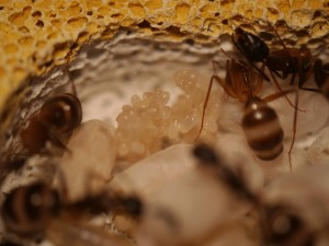 Camponotus fellah oXyteK, P1030220.jpg