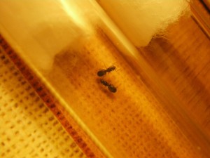 Mes colonies (Heydax), IMGP0900.JPG