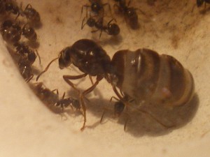 La grosse, Mes colonies (Heydax)