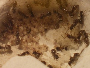 Mes colonies (Heydax), IMGP0921.JPG