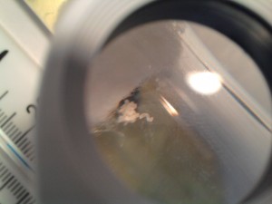 [Blog] Tetramorium caespitum de dynamit, 2011-06-02 11.45.14.jpg