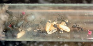 Camponotus cruentatus 02-06-2011, [Blog] Fourmis chez Petitdiable