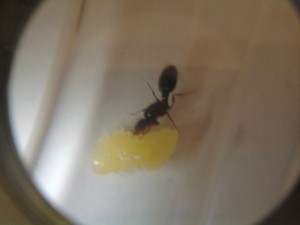 [Blog] Tetramorium caespitum de dynamit, 2011-06-05 20.21.44.jpg