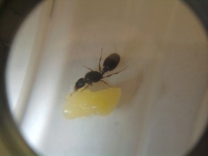 [Blog] Tetramorium caespitum de dynamit, 2011-06-05 20.21.50.jpg