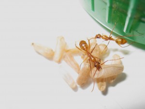Camponotus cf festinatus, [Blog] Camponotus sp Amérique du sud