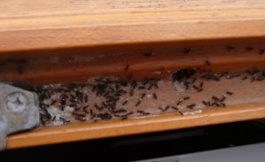 Fourmis squatteuses, fourmis 004.jpg