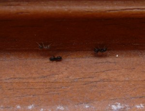 euh... un bébé ? La petite grise là (oui je sais c'est flou, mais elles sont super rapides !), Fourmis squatteuses