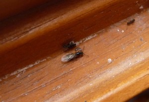 Fourmis squatteuses, fourmis 033.jpg