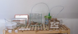 bragon's install ..., Vos "laboratoires", vos installations d'élevage...