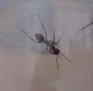 [Polyergus rufescens et Formica] Identification et comportement, fourmis2 001.jpg