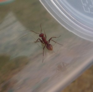 [Polyergus rufescens et Formica] Identification et comportement, fourmis2 011.jpg