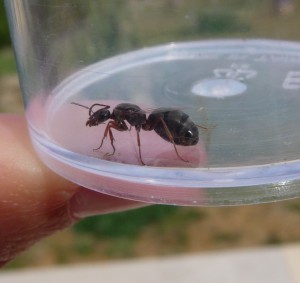 [Polyergus rufescens et Formica] Identification et comportement, fourmis2 022.jpg