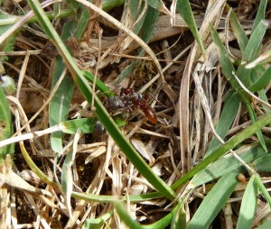 [Polyergus rufescens et Formica] Identification et comportement, fourmis2 030.jpg