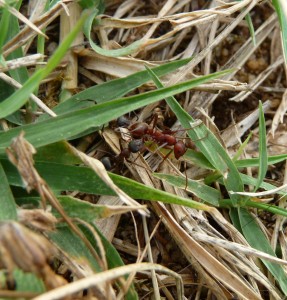 [Polyergus rufescens et Formica] Identification et comportement, fourmis2 038.jpg