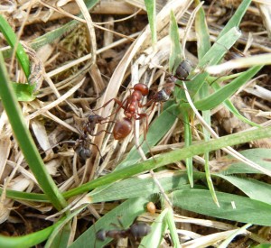[Polyergus rufescens et Formica] Identification et comportement, fourmis2 033.jpg