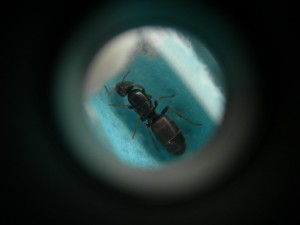 [Temnothorax et autre (?)] Demande d'identification de 2 gynes?, grande1'.jpg