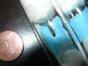 [Temnothorax et autre (?)] Demande d'identification de 2 gynes?, grande2'.jpg