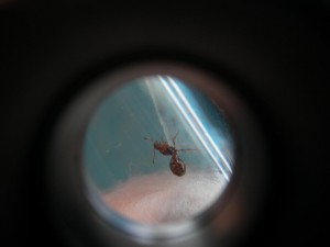 [Temnothorax et autre (?)] Demande d'identification de 2 gynes?, petite'.jpg