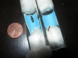 [Temnothorax et autre (?)] Demande d'identification de 2 gynes?, les deux'.jpg