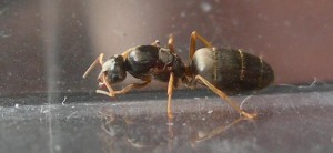 [Temnothorax et autre (?)] Demande d'identification de 2 gynes?, 1''.jpg