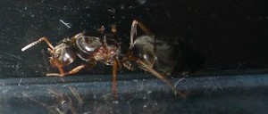 [Temnothorax et autre (?)] Demande d'identification de 2 gynes?, '2''.jpg