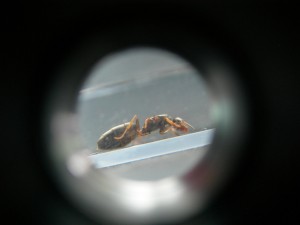 [Temnothorax et autre (?)] Demande d'identification de 2 gynes?, profil'.jpg