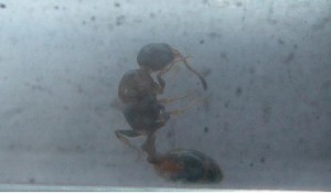 [Temnothorax et autre (?)] Demande d'identification de 2 gynes?, lavage..jpg