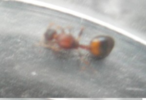 [Temnothorax et autre (?)] Demande d'identification de 2 gynes?, flou'.jpg