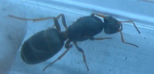 [Temnothorax et autre (?)] Demande d'identification de 2 gynes?, 2de'.jpg