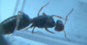 [Temnothorax et autre (?)] Demande d'identification de 2 gynes?, 3th'.jpg