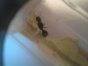 [Blog] Tetramorium caespitum de dynamit, 2011-06-15 14.26.18.jpg