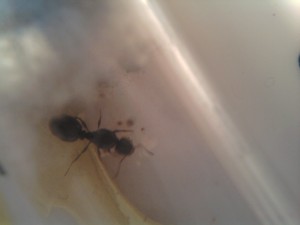 [Blog] Tetramorium caespitum de dynamit, 2011-06-15 14.26.30.jpg